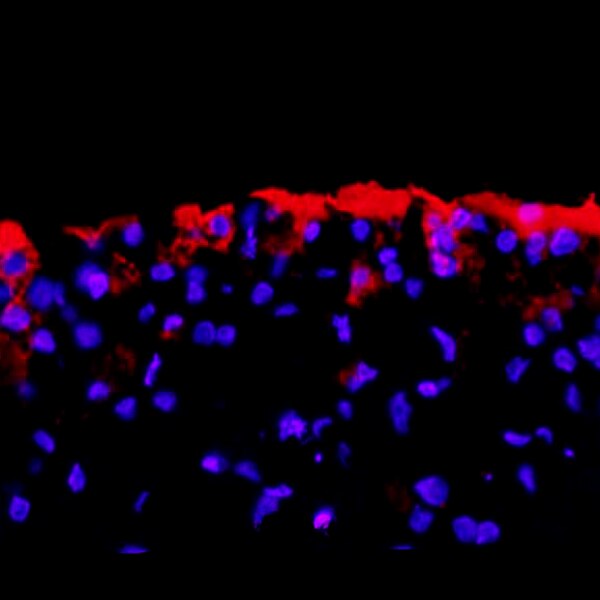Immunofluorescent image of a sectioned finch embryo at oviposition labeled with DSHB antibody EMA-1 against primordial germ cell surface marker (red). PMID: 26359635, Fig. 2G.